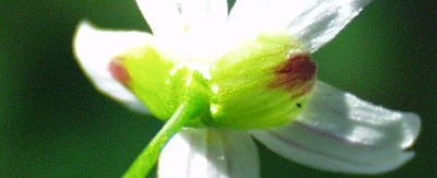 Sibirisches Tellerkraut, Kelchbl�tter