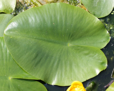 Gelbe Teichrose (Nuphar lutea), Blatt