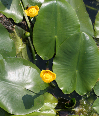 Gelbe Teichrose (Nuphar lutea)