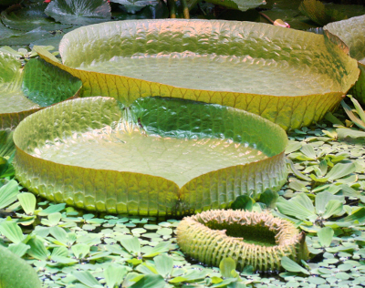 Riesenseerose (Victoria)