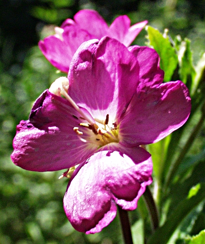 Epilobium hirsutum, Zottiges Weidenröschen, Blüte