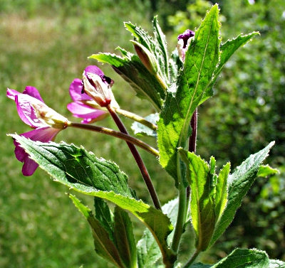 Epilobium hirsutum, Zottiges Weidenrschen, Bltter