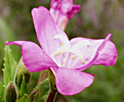 Epilobium hirsutum, Zottiges Weidenrschen, Blten