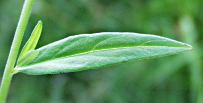 Sumpf-Weidenr�schen, Blatt