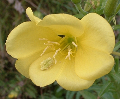 Gewhnliche Nachtkerze, Blte