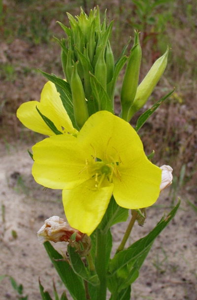 Gewhnliche Nachtkerze, Bltenstand