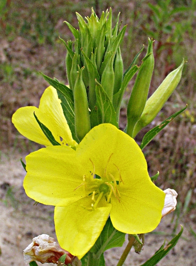 Oenothera biennis, Gewöhnliche Nachtkerze