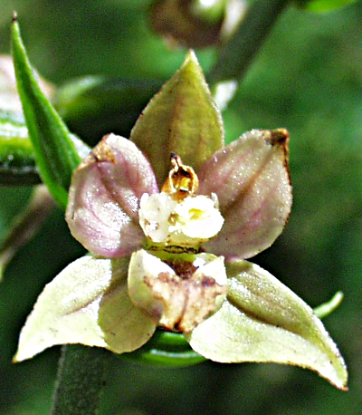 Epipactis helleborine, Breitblttrige Stendelwurz, Blte