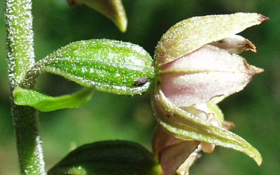Epipactis helleborine, Breitblttrige Stendelwurz, Fruchtknoten
