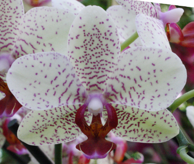 Phalaenopsis, gepunktet