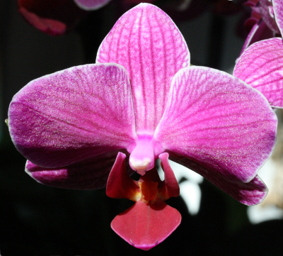 Phalaenopsis, pink