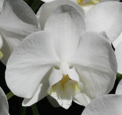 Phalaenopsis, wei