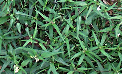 Melampyrum pratense, Wiesen-Wachtelweizen, Bl�tter