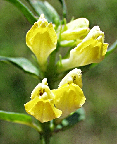 Melampyrum pratense, Wiesen-Wachtelweizen, Bl�ten