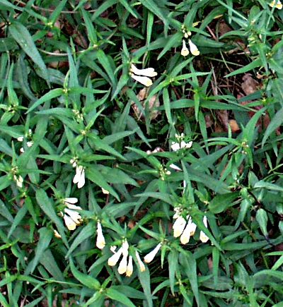 Melampyrum pratense, Wiesen-Wachtelweizen
