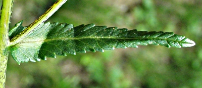 Gro�er Klappertopf, Blatt