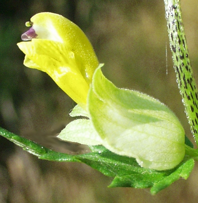 Großer Klappertopf Samen - Rhinanthus Angustifolius Für Wildblumenwiesen