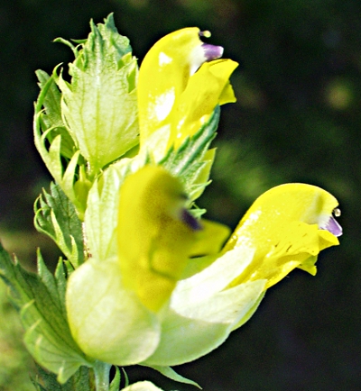 Rhinanthus angustifolius, Groer Klappertopf