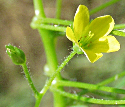 Oxalis stricta, Aufrechter Sauerklee, Blüte