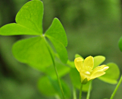 Oxalis stricta, Aufrechter Sauerklee