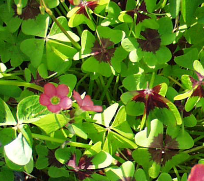 Oxalis tetraphylla, Glücksklee