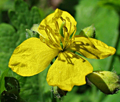 Chelidonium majus, Gewöhnliches Schöllkraut, Blüte
