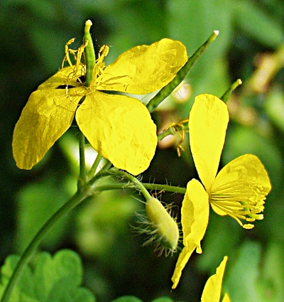 Chelidonium majus, Großes Schöllkraut, Früchte, Blüten