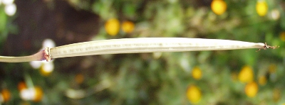 Kalifornischer Mohn, Frucht