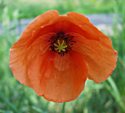 Saat-Mohn, Bl�te