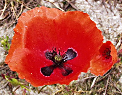 Klatsch-Mohn, Bl�te