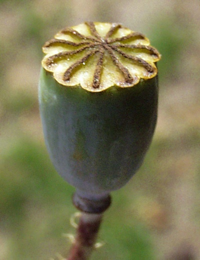 Klatsch-Mohn, Kapsel