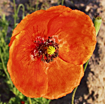 Papaver dubium, Saat-Mohn