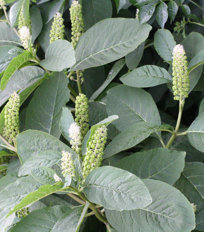 Phytolacca acinosa, Indische Kermesbeere