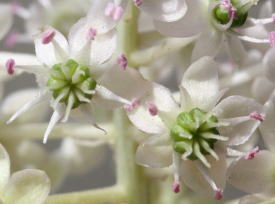 Phytolacca acinosa, Indische Kermesbeere, Bl�ten