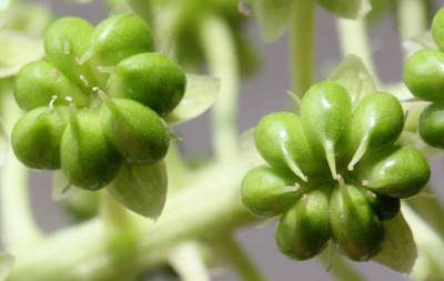 Phytolacca acinosa, Indische Kermesbeere, Fr�chte