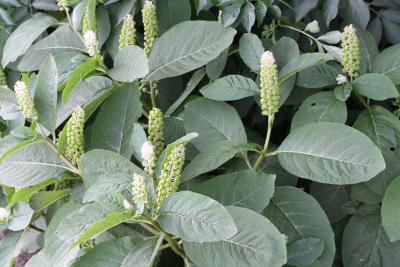 Phytolacca acinosa, Indische Kermesbeere