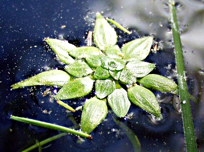 Sumpf-Wasserstern, Schwimmbltter