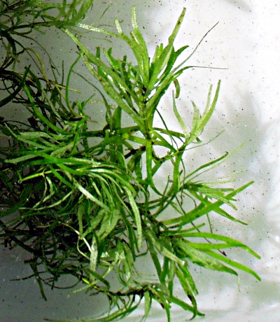 Sumpf-Wasserstern, Unterwasserbltter