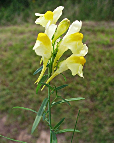 Echtes Leinkraut