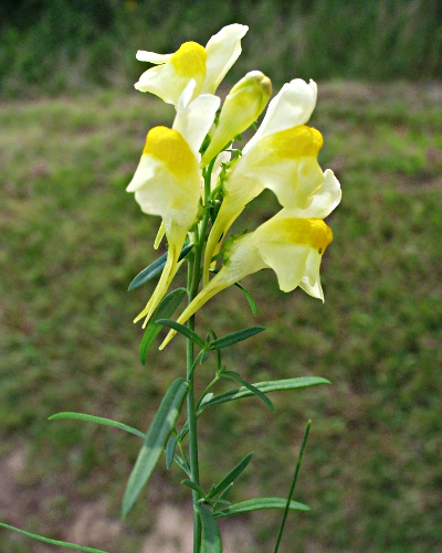 Linaria vulgaris, Gewöhnliches Leinkraut