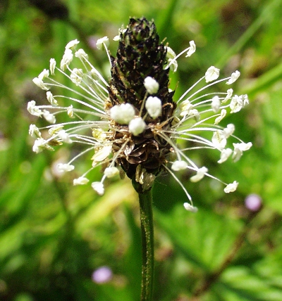 Plantago lanceolata, Spitz-Wegerich, Blütenstand