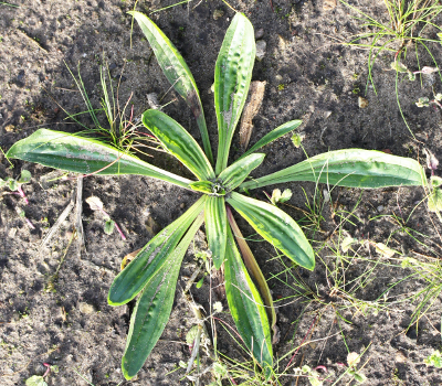 Plantago lanceolata, Spitz-Wegerich, Bltter