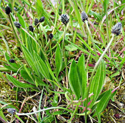 Plantago lanceolata, Spitz-Wegerich, Habitus