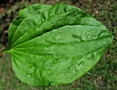 Breit-Wegerich, Blatt