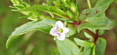 Schlamm-Ehrenpreis, Bl�tter