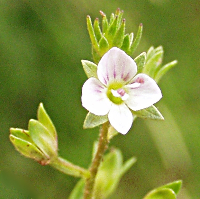 Schlamm-Ehrenpreis, Bl�te