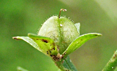 Schlamm-Ehrenpreis, Frucht