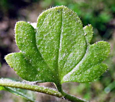 Efeu-Ehrenpreis, Blatt