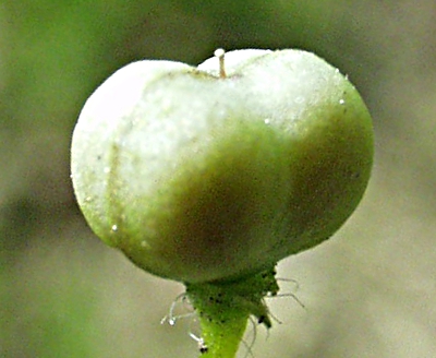 Efeu-Ehrenpreis, Frucht