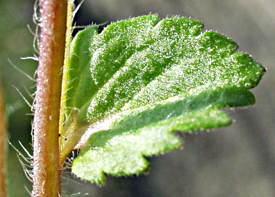 Persischer Ehrenpreis, Blatt